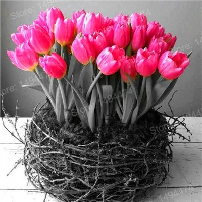 Синий 100pcs Tulip flores White Blue Purple mixed color Flower plantas bonsai flower plante colorful plants for home garden - Цвет: Синий