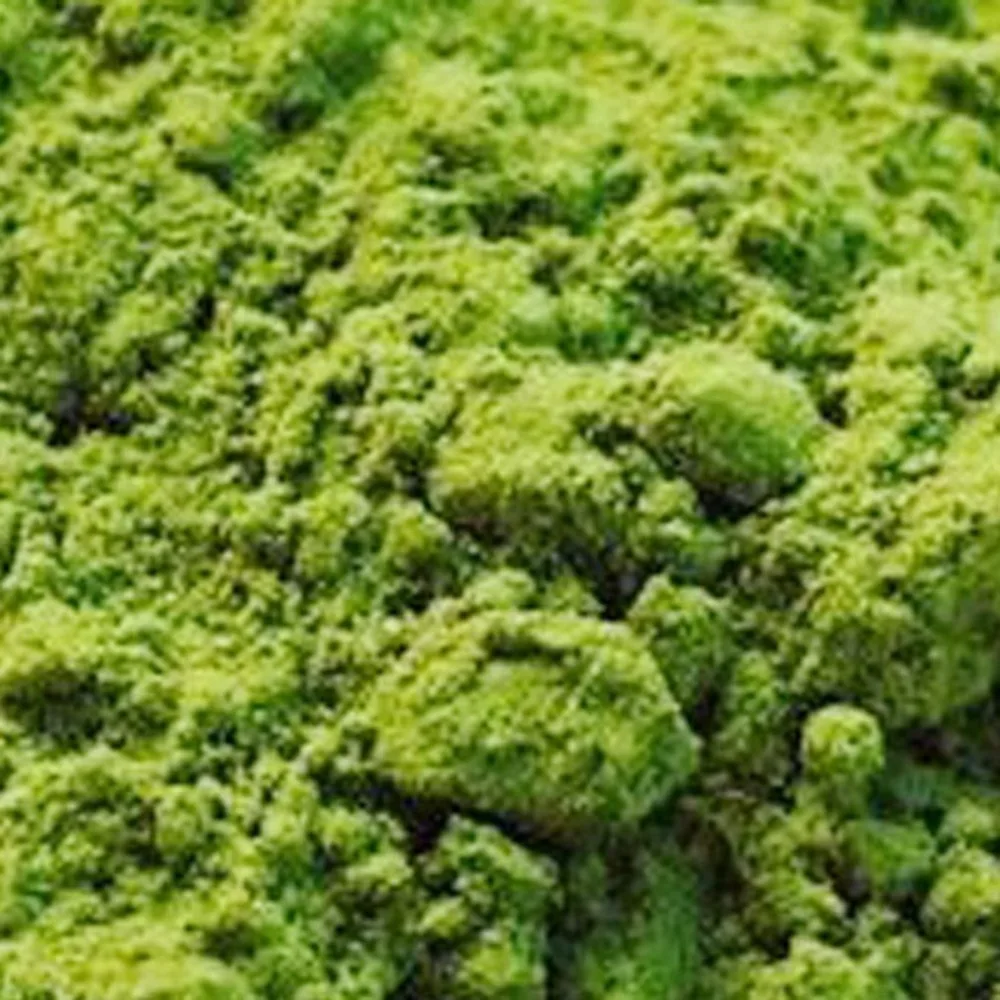 

500g Natural Matcha Tea Powder Pure Organic Portable Mini Matcha Green Tea Powder Professional Kitchenpaper Bags Tea Bag