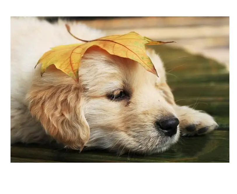 Картина по номерам художественная краска маленькие глаза кролики морковь