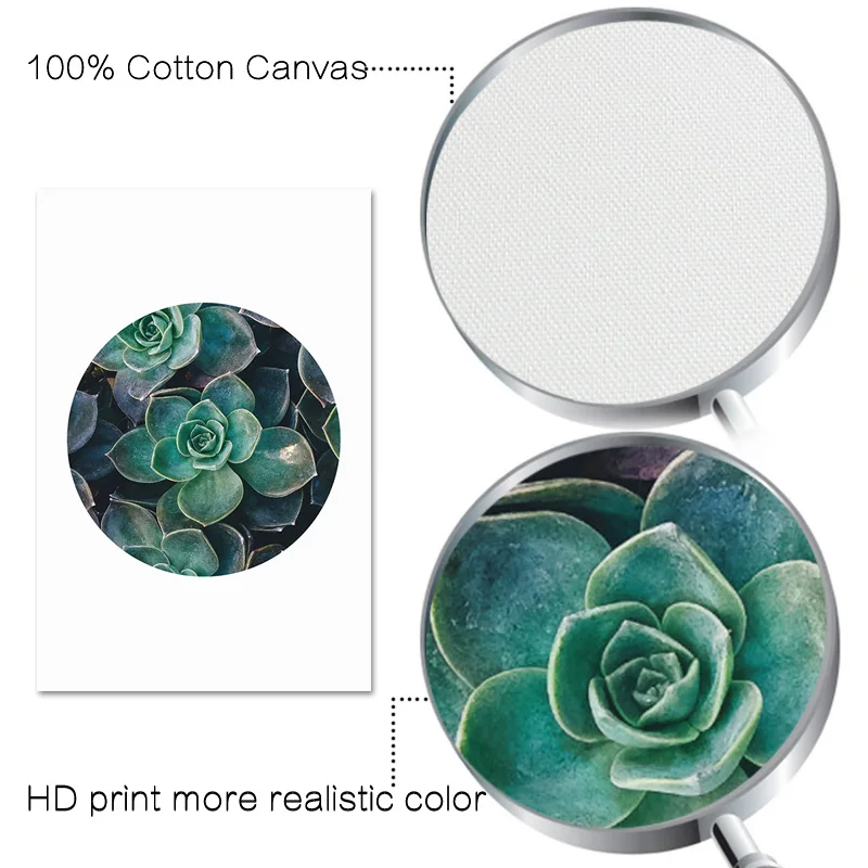 Зеленое растение суккулентное изображение природа пейзажи скандинавский пейзаж