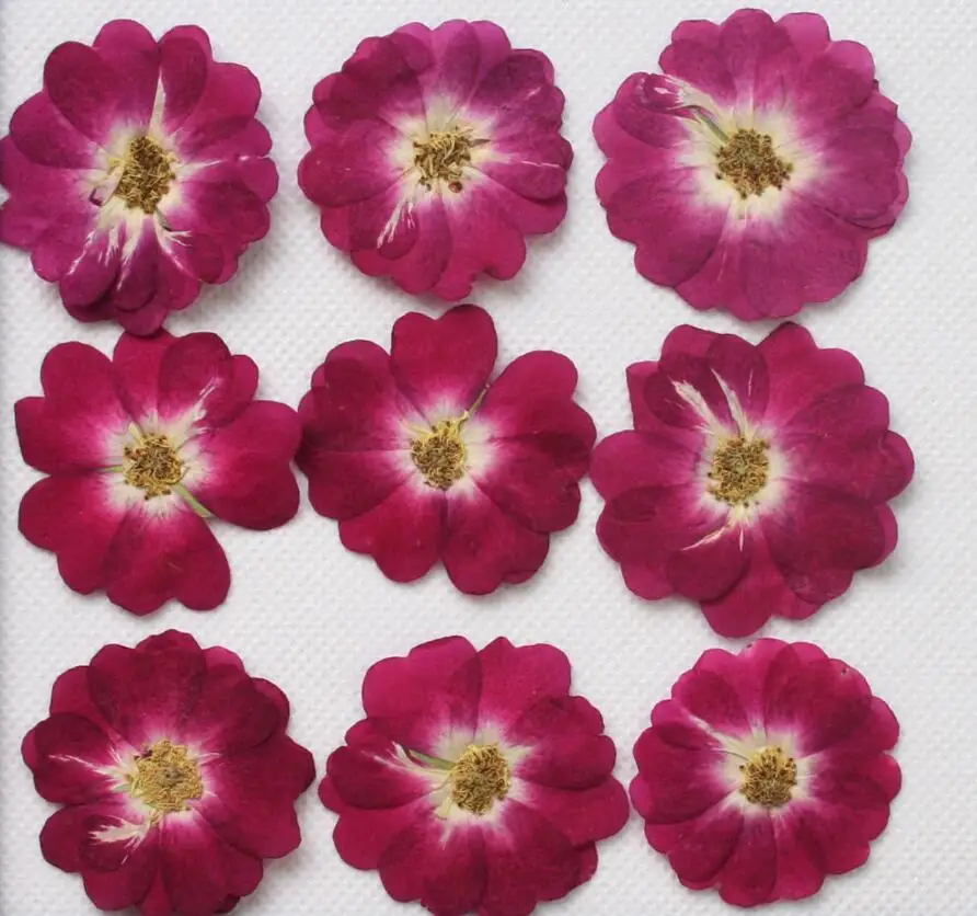 120 шт. прессованный высушенный розы гербарий для эпоксидной смолы изготовления