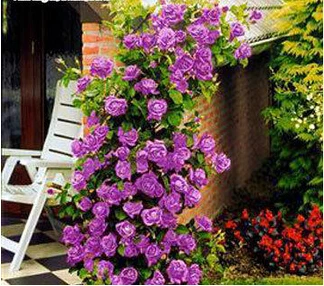 Rosa, альпинизма, растения, polyantha Rose, платье с цветочным узором в китайском карликовые деревья, альпинизма, розы, сад, 200 шт./пакет - Цвет: 5