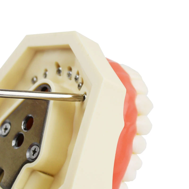 28 шт. Стоматологическая модель для обучения демонстрационная съемных зубов