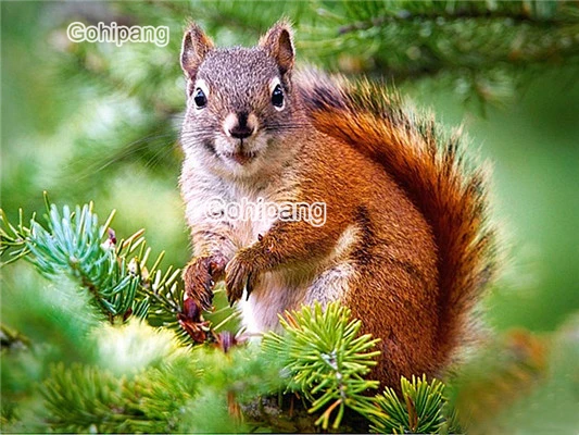 

Diamond Embroidery Cute Couple Squirrels In Jungle Full Displayed 5D Diy Rhinestones Square or Round Diamond Home Rooms Decorati
