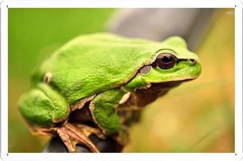 

Pet Poster Green Frog Tin Sign Plate Artwork