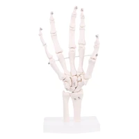 life size human hand joint anatomical skeleton model medical anatomy study teaching supplies equipment and supplies