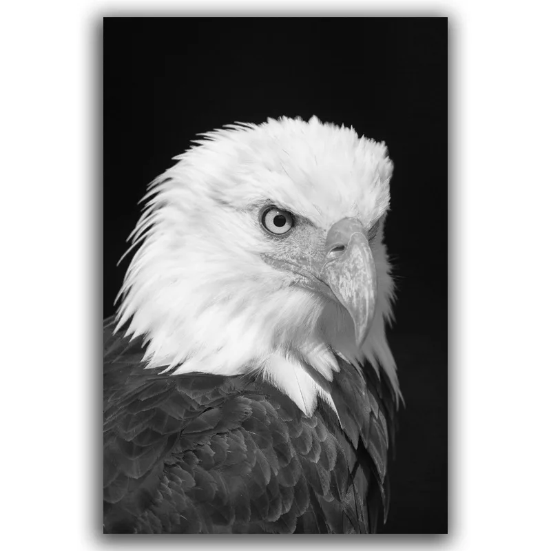 Гостиная на холсте бескаркасные Черный и белый цвета животных картина для