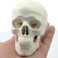 skeleton model mini skull model medical model teaching model