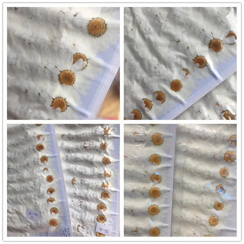 60 шт. 2 5 3 см прессованный высушенный белая хризантема Paludosum цветок для Ювелирная