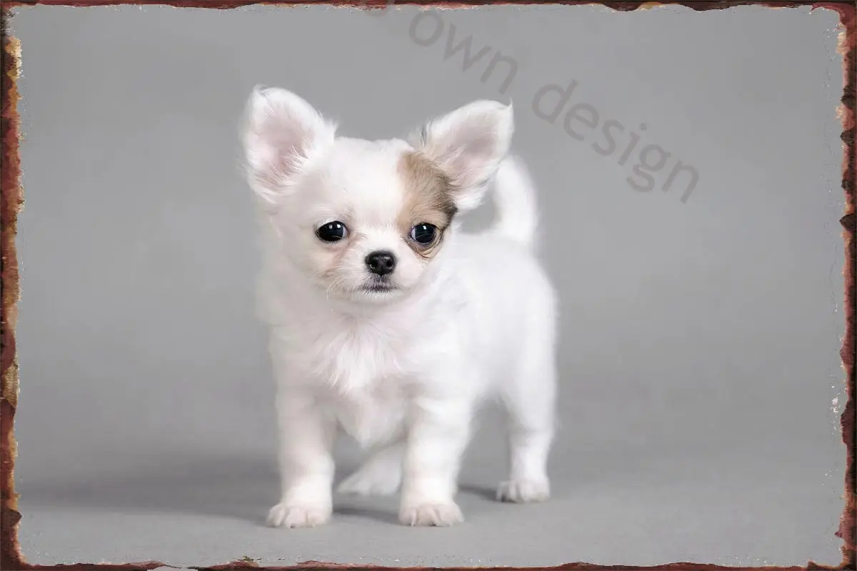 

Декор для комнаты щенка чихуахуа, винтажный металлический знак в стиле ретро, жестяные таблички, Настенный декор для творчества, кафе, паба, ...