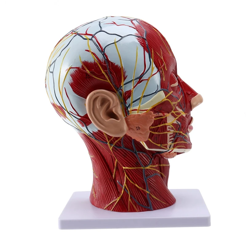 

Человеческие технические элементы для изучения нейронауки с этикетками, модель анатомии 2 раза в натуральный размер для изучения науки