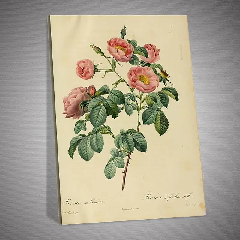 

New HD Rosa Inermis Art Painting Poster Canvas Painting Posters and Prints Wall Art Picture for Living Room Home Dcor