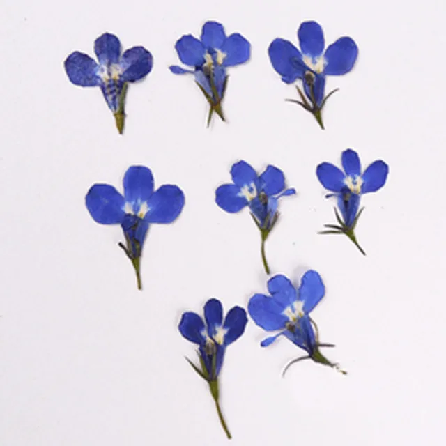 Маленький высушенный прессованный цветок голубой Lobelia настоящие растения для DIY полимерный браслет 120 шт - Цвет: Blue