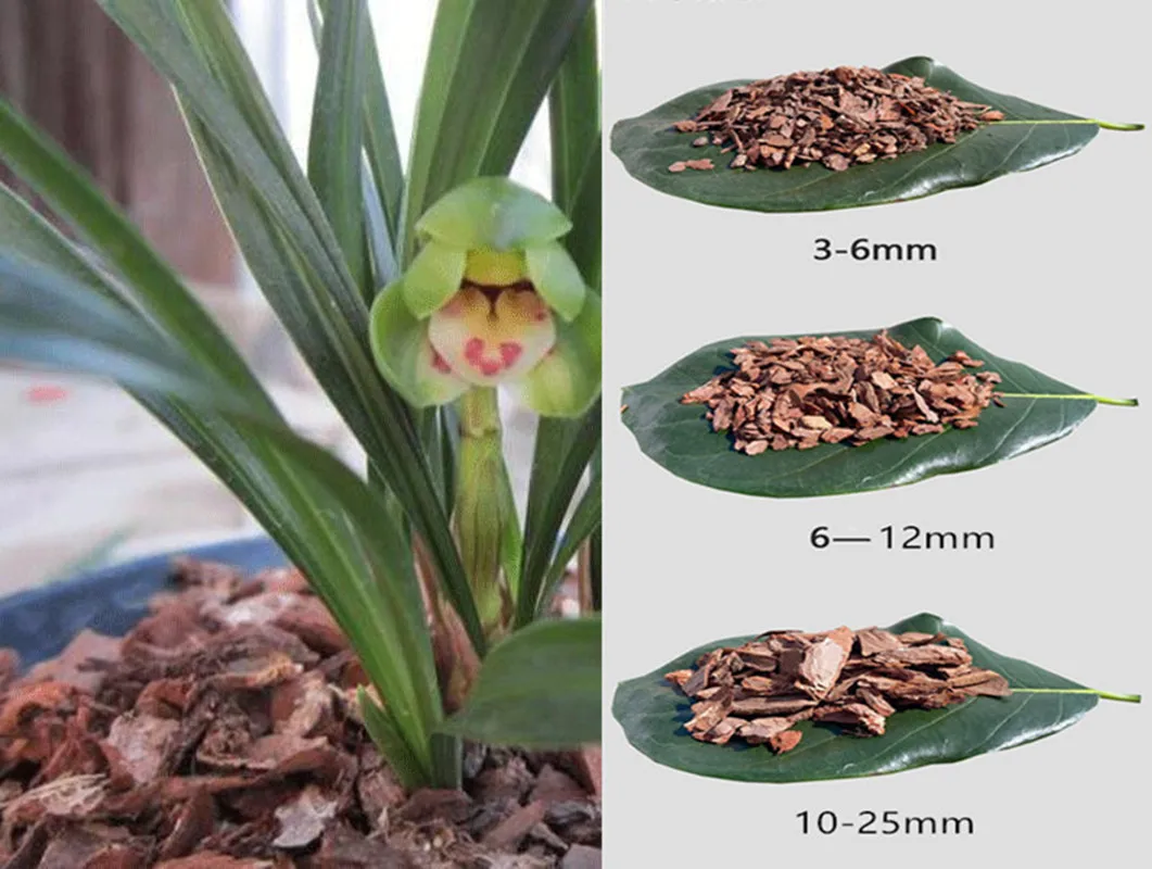 Натуральное растение орхидеи дендробии зимотическое удобрение для коры сосны