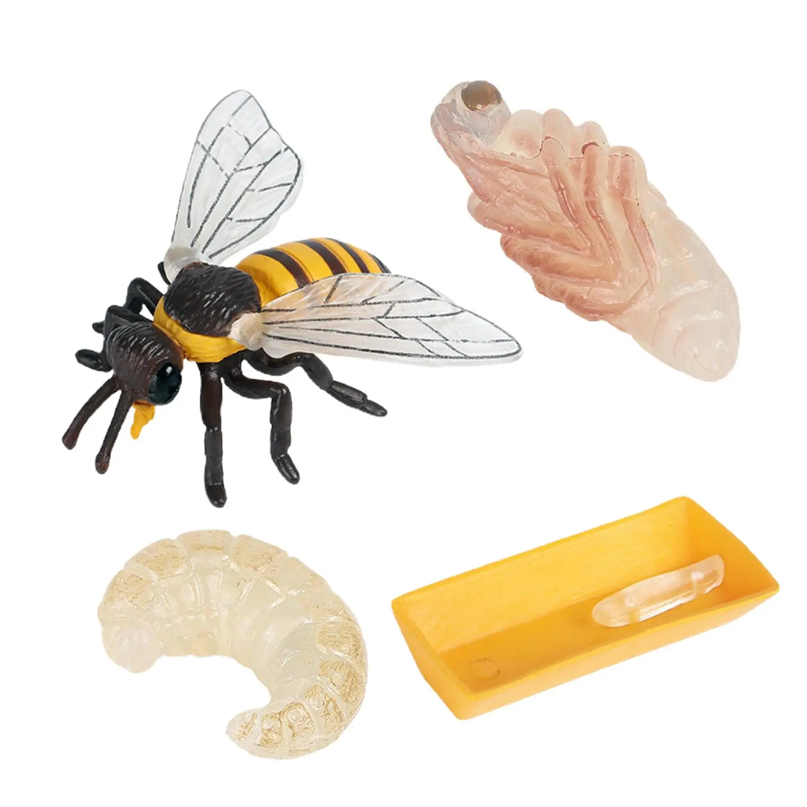 Насекомое пчела жизненный цикл животное клоп обучения пластиковая твердая