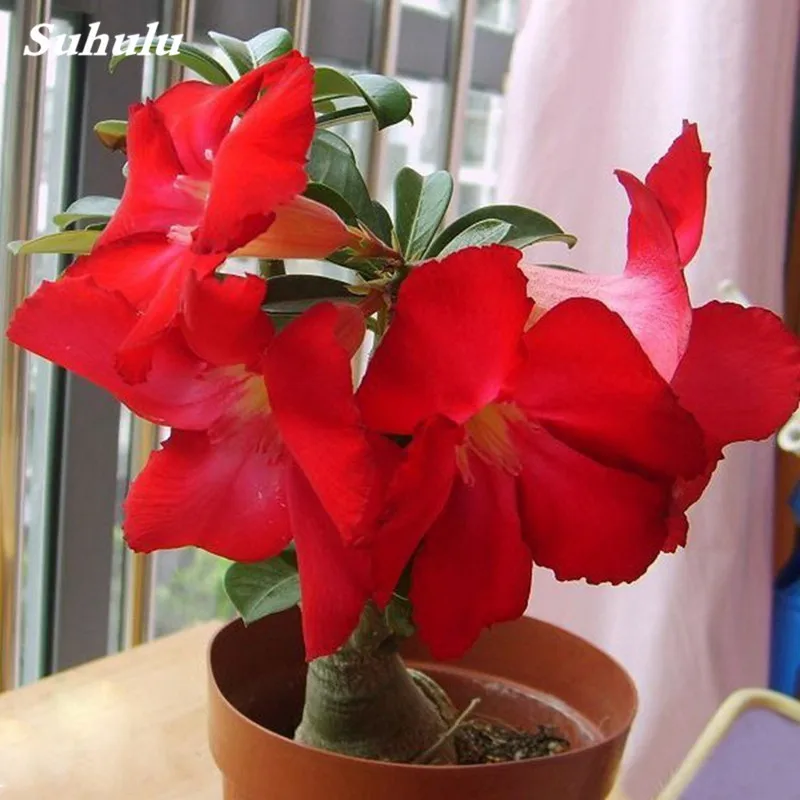 Искусственный цветок плантатор пустынная роза 5 шт. Adenium Obesum|Цветочные горшки и