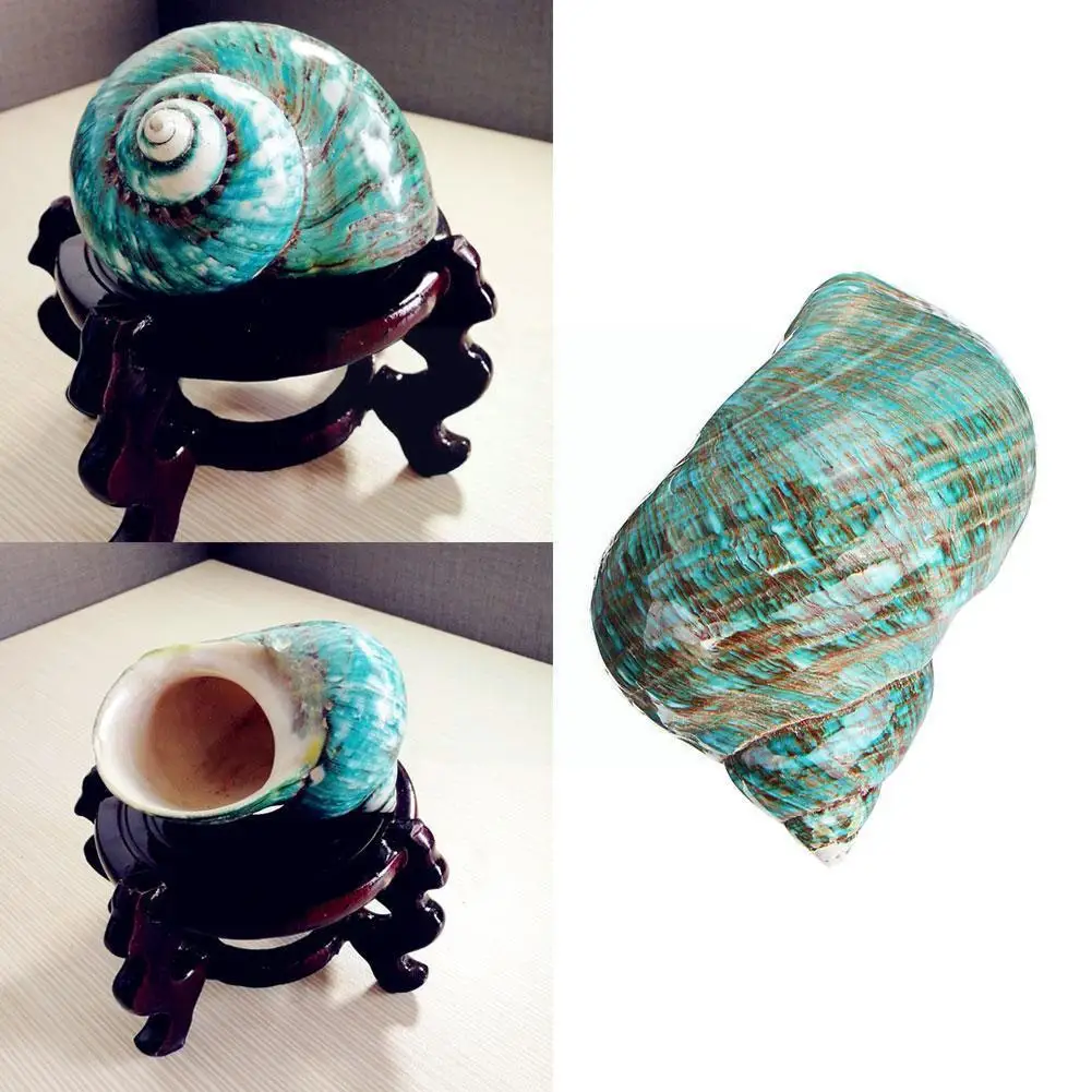 

Oversized Polished Turbo Shells Turbo Green Seashells Home Sea Original Decorations Snail Natural Decorations Aquarium Craf