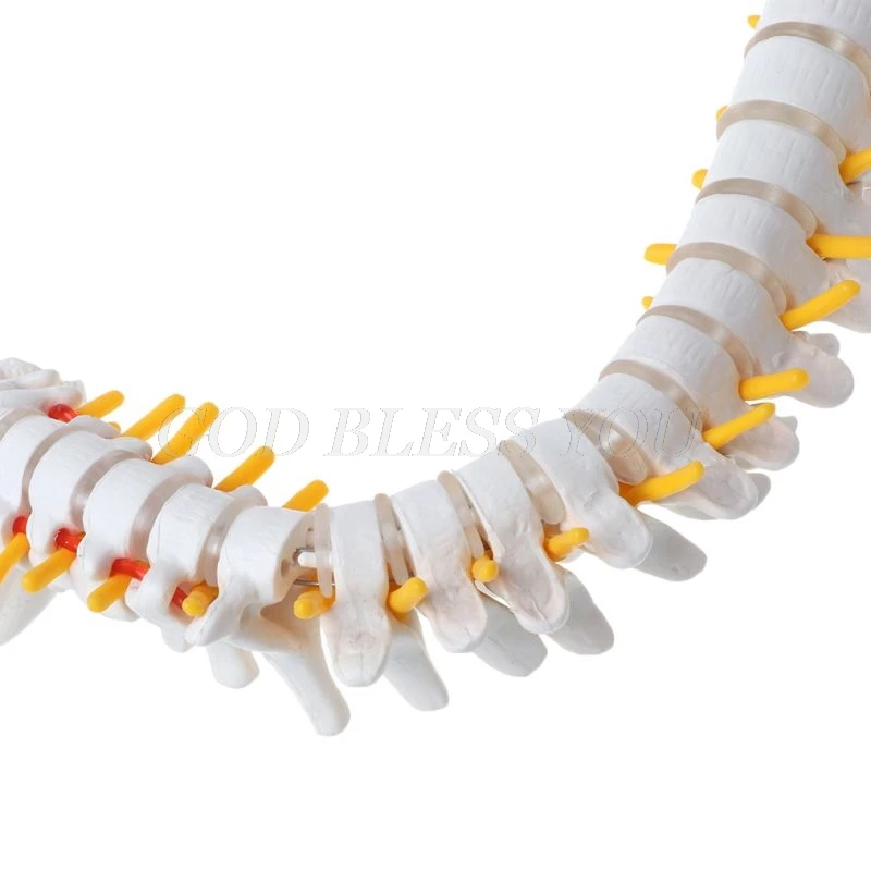 

45cm Flexible Human Spinal Column Vertebral Lumbar Curve Anatomical Model Anatomy Spine Teaching Tool Drop Shipping
