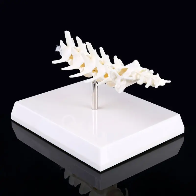 

T3EE Dog Canine Lumbar Vertebrae w/ Coccyx Model Aid Teaching Anatomy Display Study Research