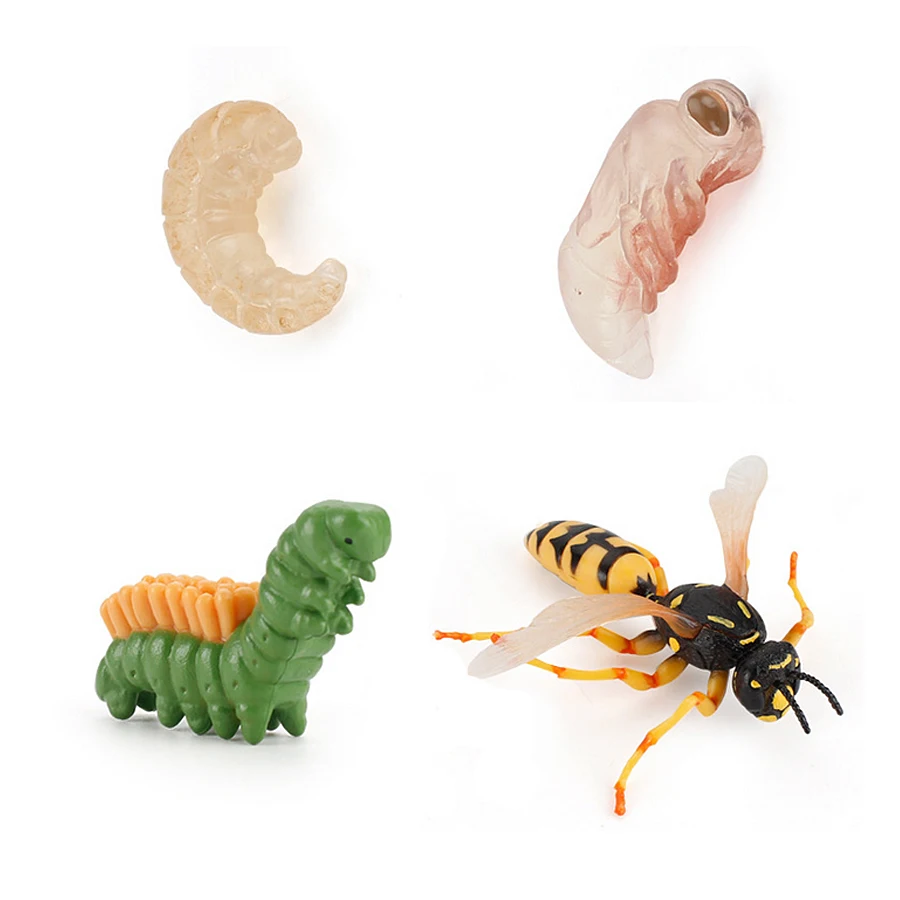 

Simulation Animals Action Figure Life Cycle Octopus Crocodile Snails Bee Wasp Growth Lift Figurine Gift Educational Kids Toys