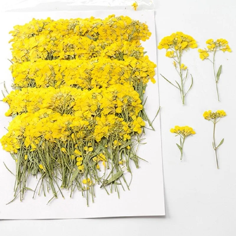 

60pcs Pressed Dried Flower Blassikakapestris Canola Herbarium For Nail Art Jewelry Bookmark Phone Case Invitation Card DIY