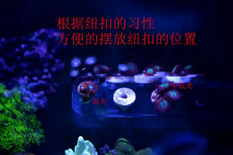 SPS phyto plus кораллы фрагмент Подставка Кронштейн мини нано сильный магнит фиксация