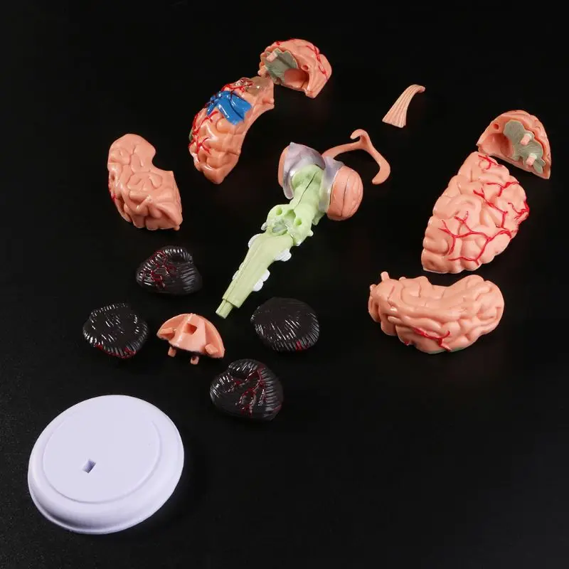 

G92E 4D Disassembled Anatomical Human Brain Model Anatomy Teaching Tool Statues Sculptures School Use