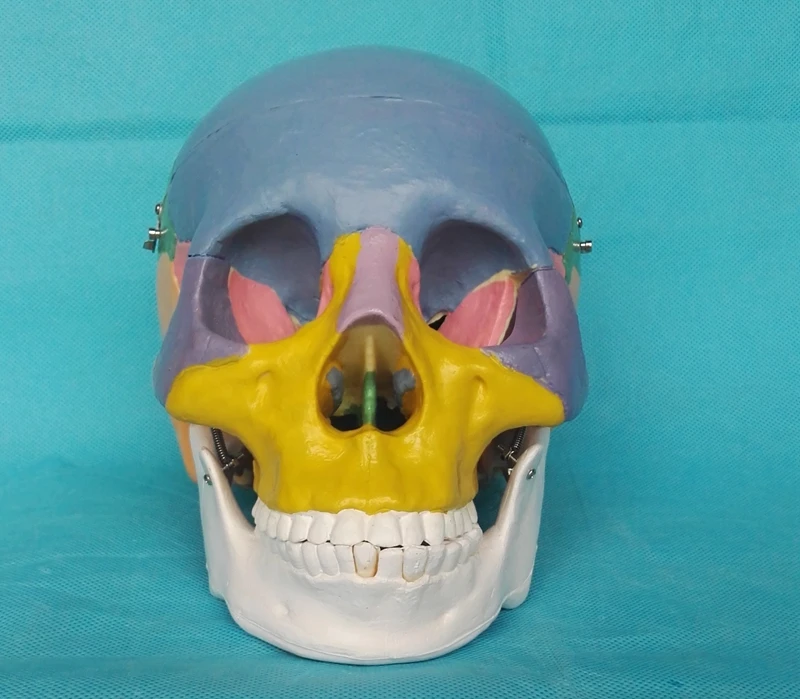 1:1 цвет модель головы для взрослых натуральный человеческий череп Анатомия