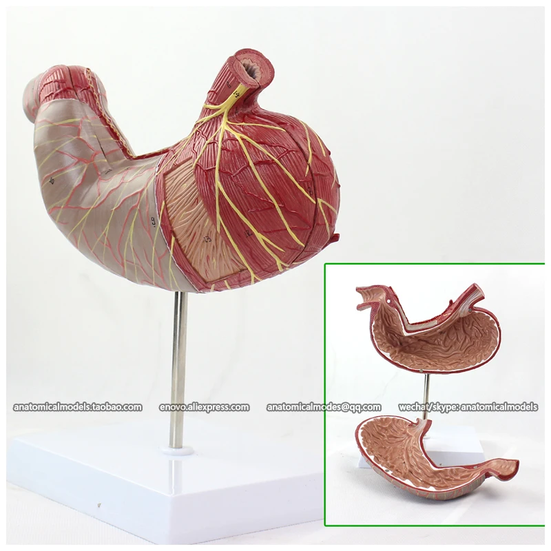 

CMAM/12535 Stomach- 2 parts, Human Digestive System Medical Teaching Anatomical Model
