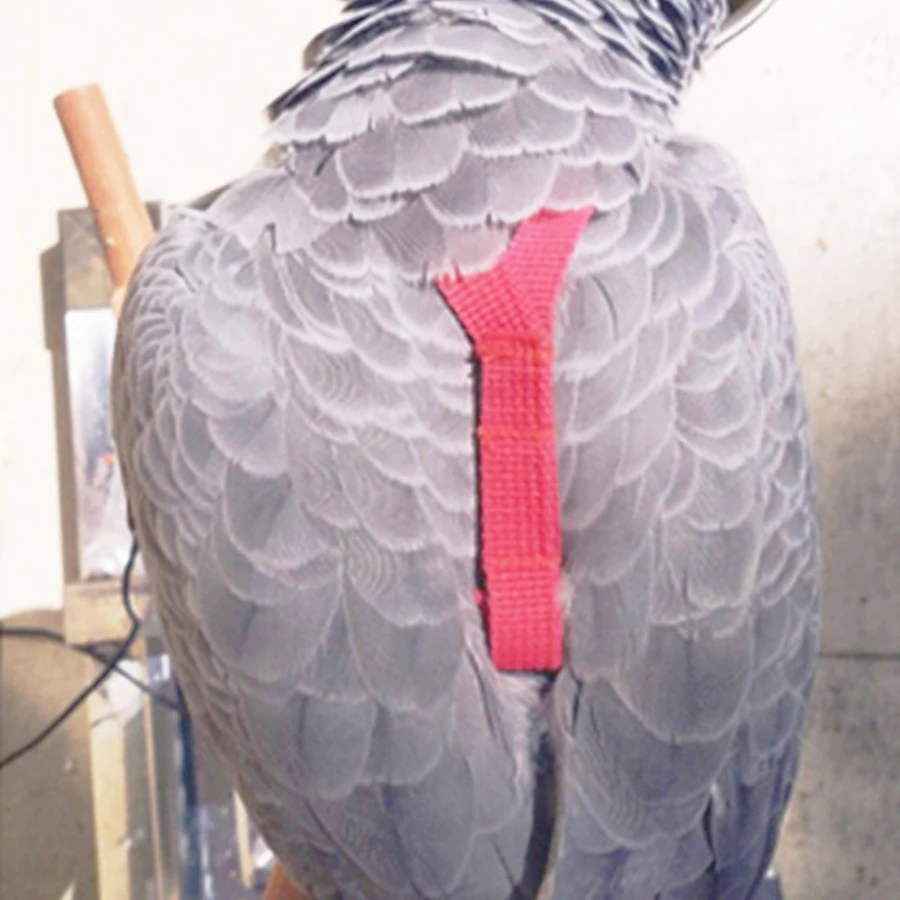 Шлейка для домашних животных регулируемый поводок птиц мягкая портативная