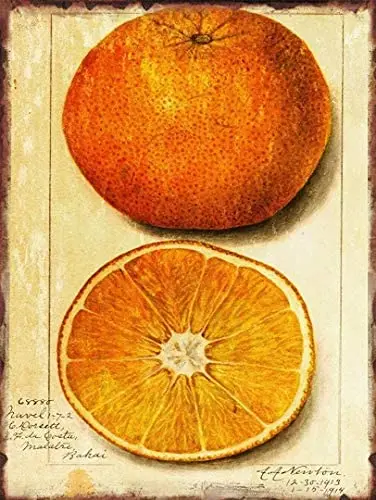 

Orange Vintage Illustration Aged Look Metal Sign Coffee Shop Home Retro Wall Decoration Man Cave 12X16 inch