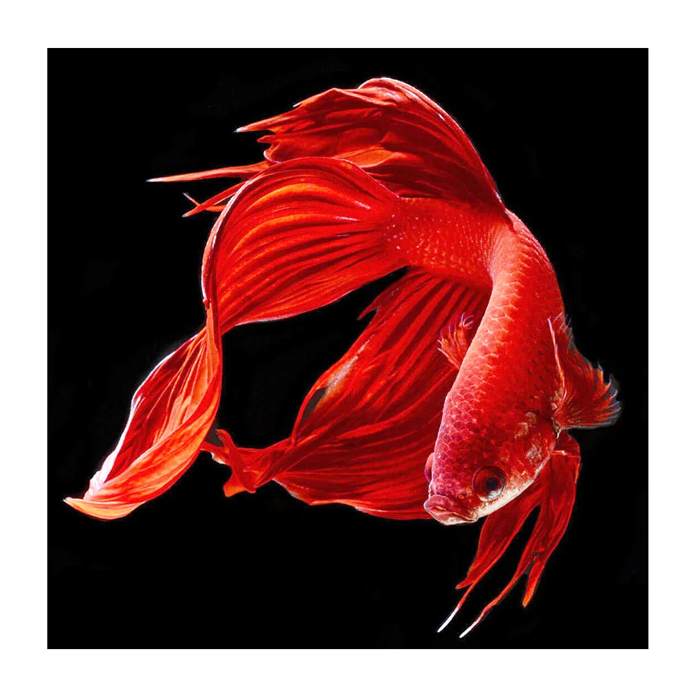 Полноразмерная 5D картина из страз сделай сам Золотая рыбка 3D Алмазная живопись