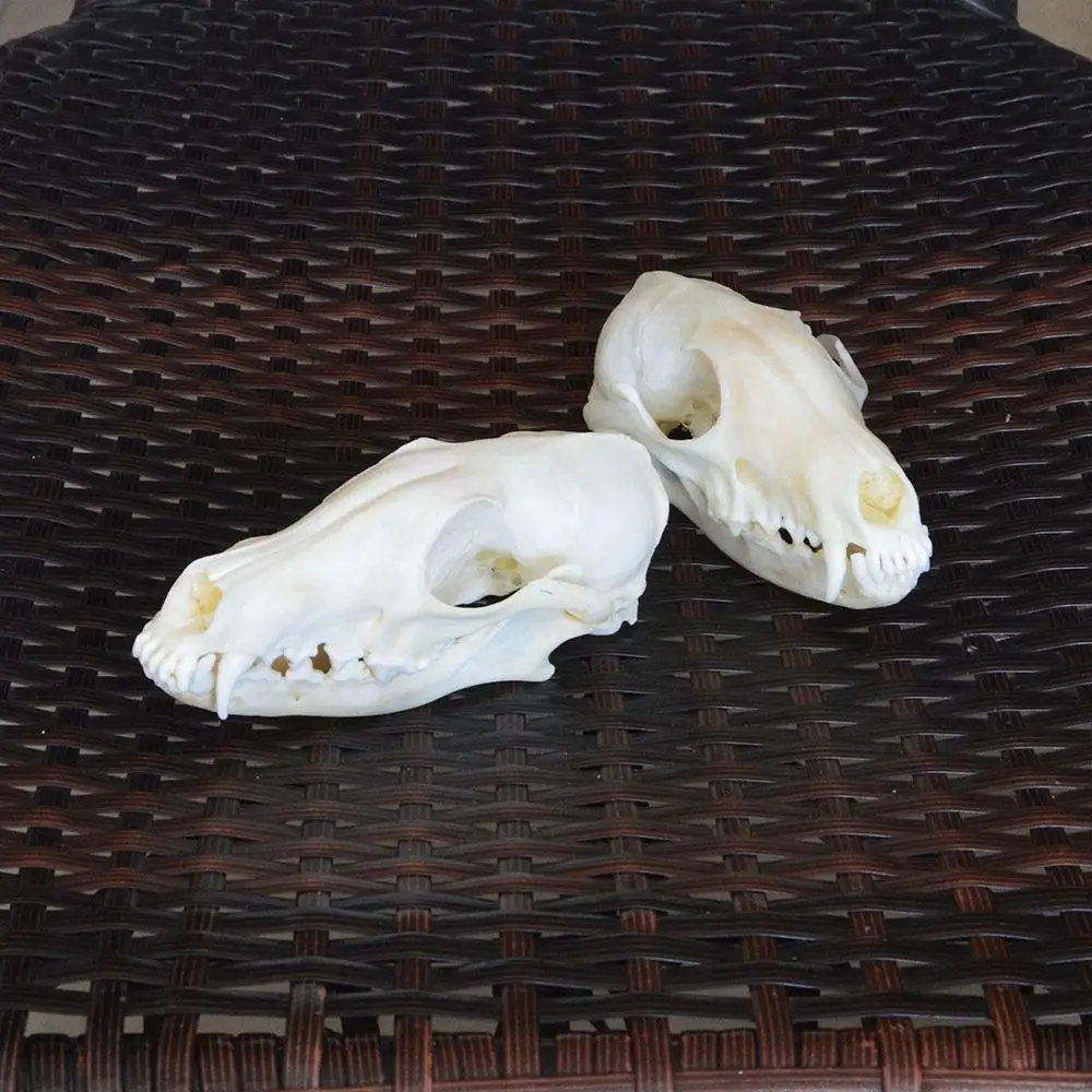 Образец настоящего рыжего лиса серебряной лисы Креста черепа животных