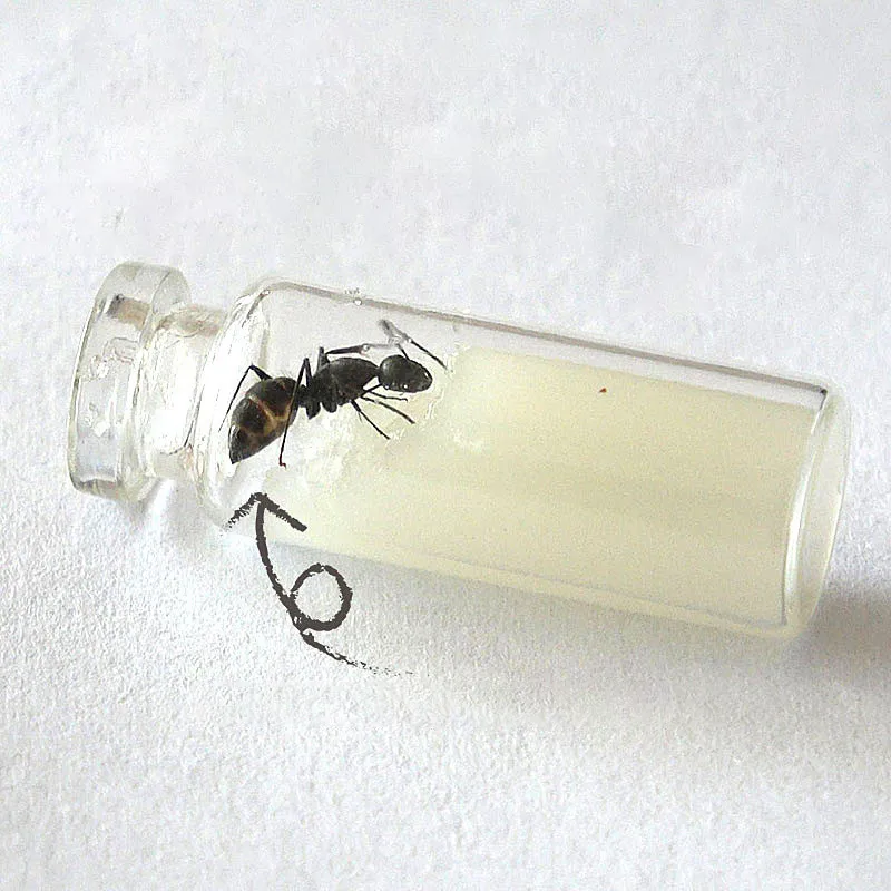 

Special Food For Ant Castle Convenient And Simple Food For Ants High Nutrition Not Easy To Mold And High Protein
