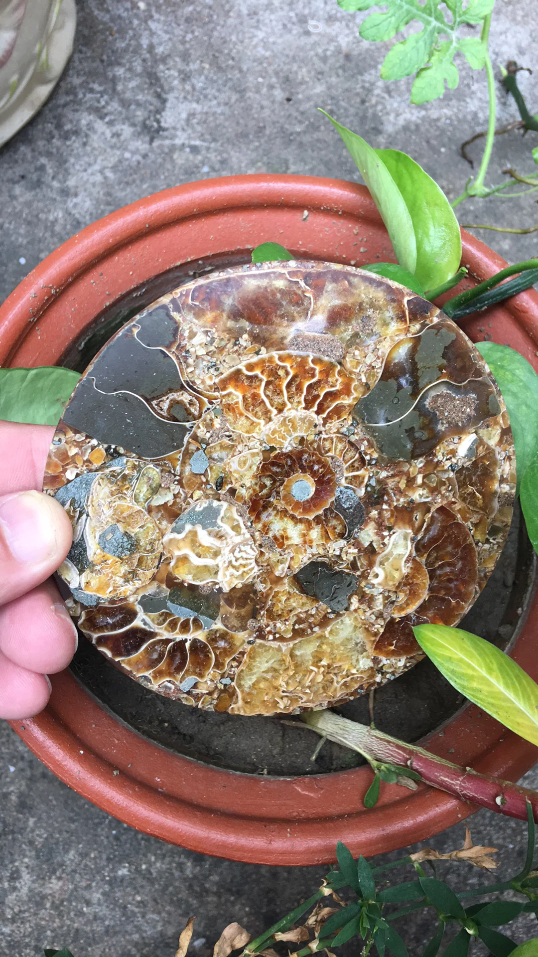 2 шт. окаменелостей аммония ломтик пластины Natura Shell compassl MADAGASCAR Fossil с лечебным