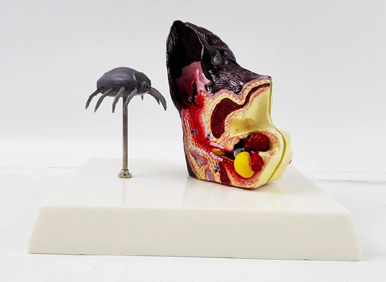 Анатомическая модель для собак и ушей с блошиными ветеринарными научными