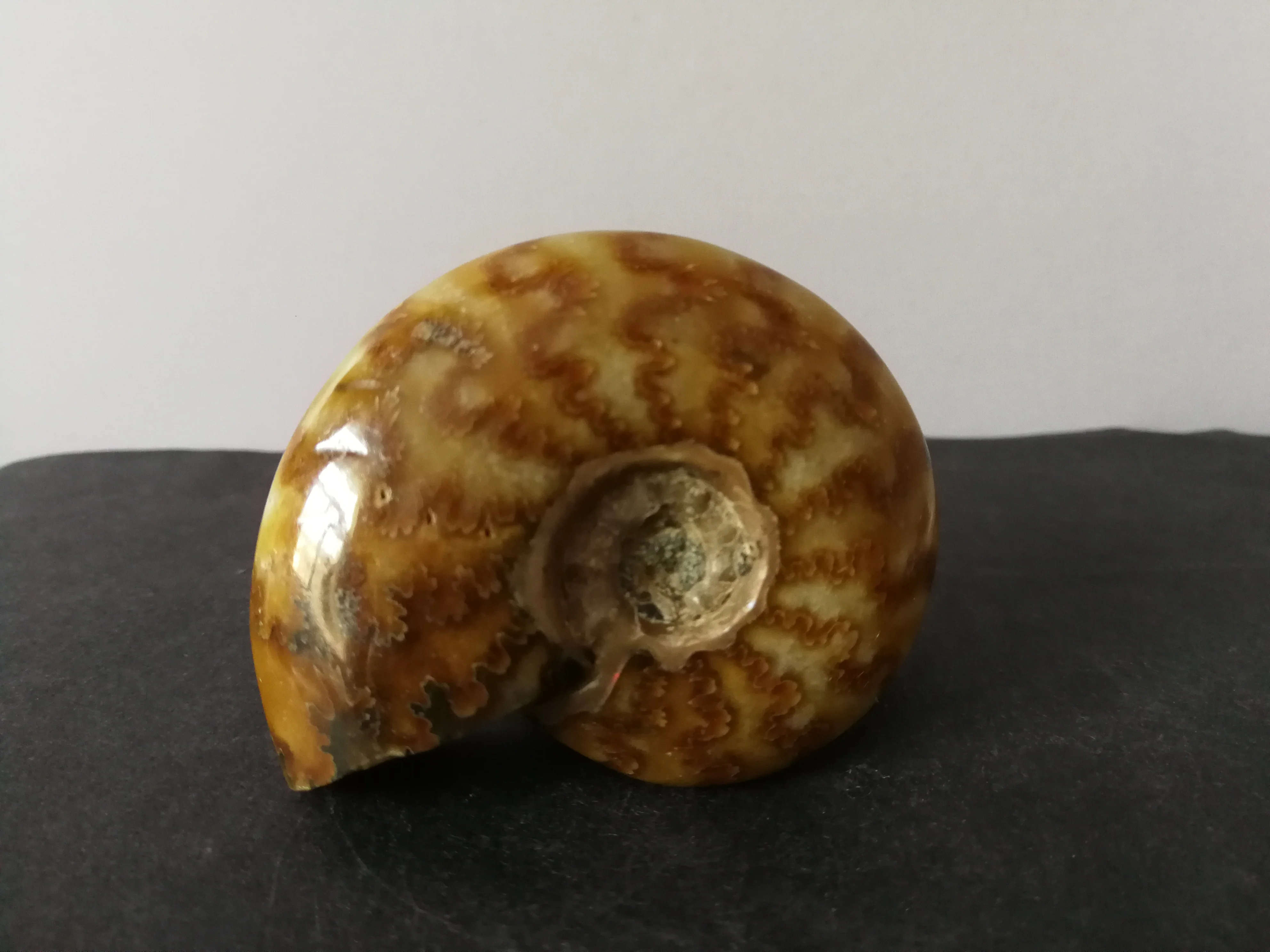 

85,6 натуральный аммонит, кристалл, искусственное заживление энергии