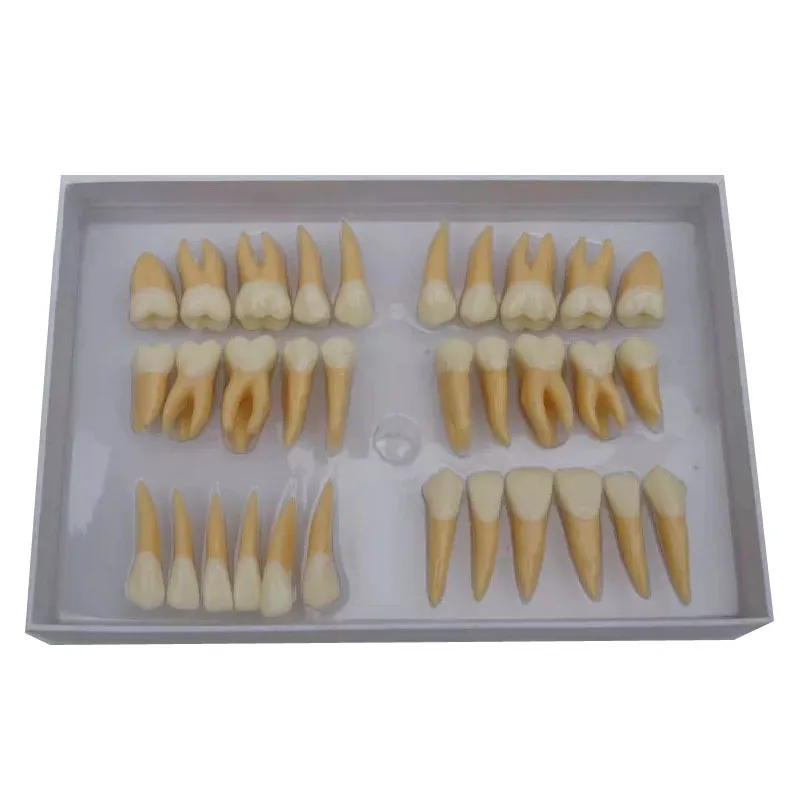 

Teeth Tooth Twice Permanent Teeth Anatomy Model