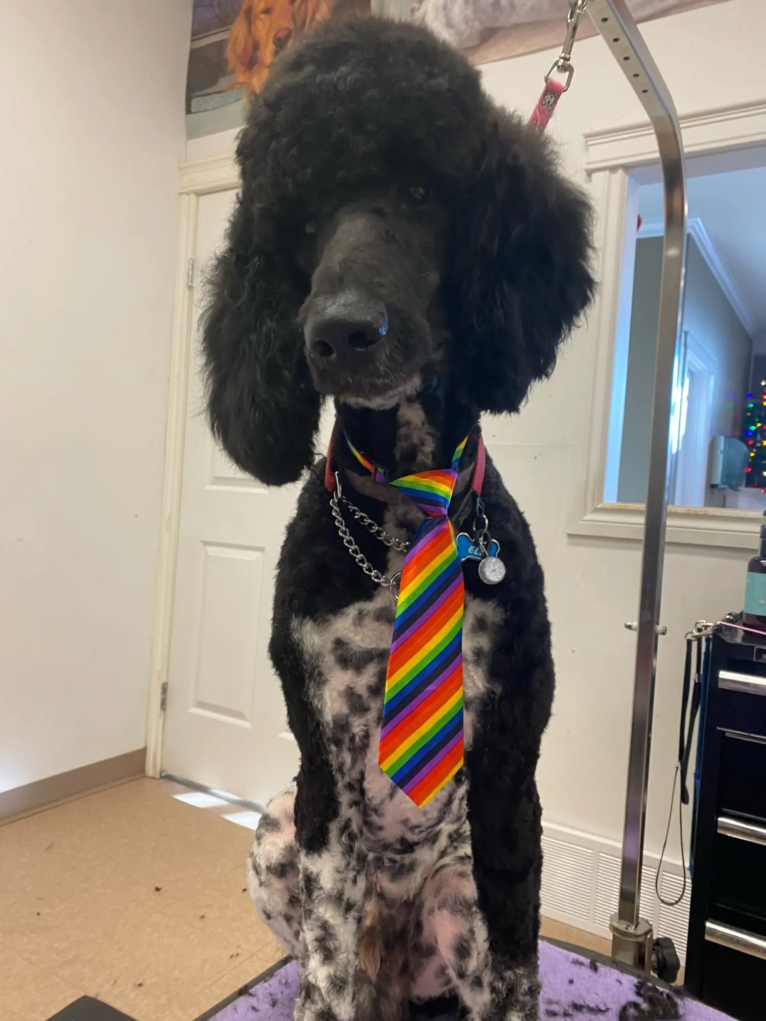 

50ps Small Middle Large Dog Tie Large Dog Accessories Pet Supplies Adjustable Pet Collar Decoration Supplies Large Ties for Dog