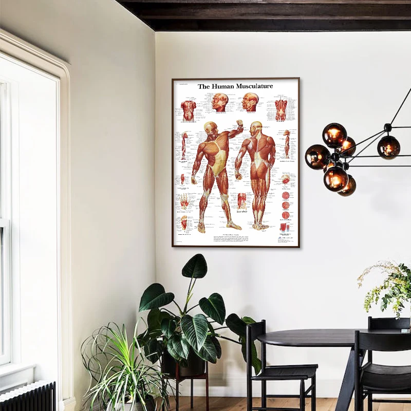 Muscle System HD Wall Art Canvas Posters And Prints Human Anatomy Chart Body Pictures For Hospital Medical Education Decor | Дом и сад