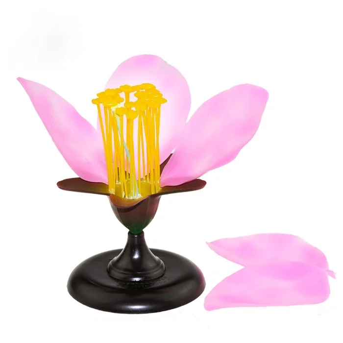 Ceny Odpinany Gigantyczny Kwiat Dicot Brzoskwiniowy Kwiat Model Anatomiczny Roślina Model Anatomiczny Biologia Nauczanie Sprzęt Eksperymentalny