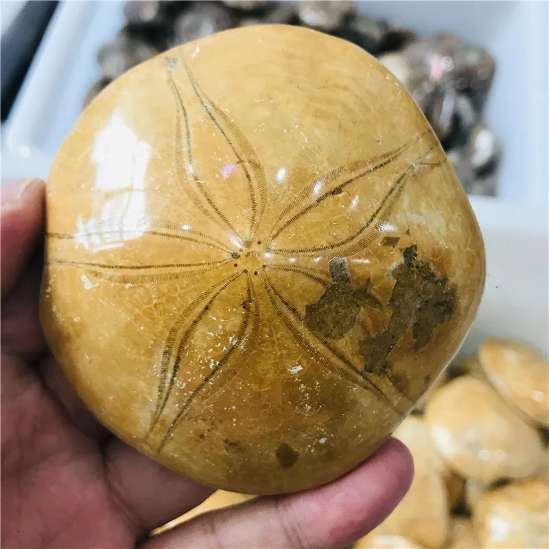 

Fossil of natural starfish, fossil of sea urchin, fossil of primitive mineral, Madagascar