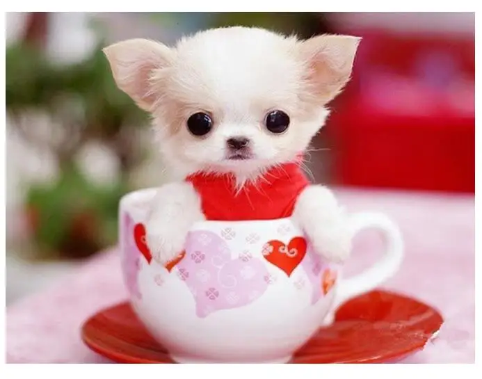 Животные Алмазная картина щенок собака Лабрадор мозаика вышивка детские игрушки