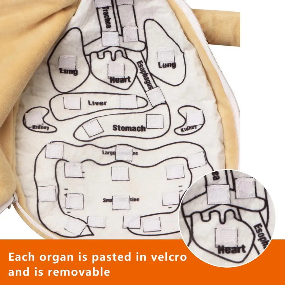 2021 nuevo modelo de anatom&iacute;a mu&ntilde;eca Torso humano cuerpo modelo de anatom&iacute;a, anat&oacute;mico los &oacute;rganos internos para ense&ntilde;anza educativa juguete suave Dropship-4
