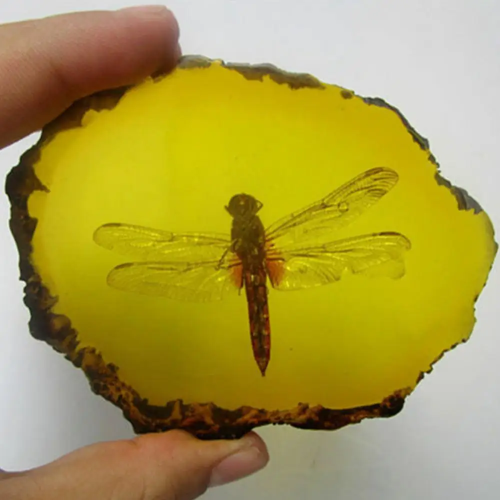 Collection Chinese Beautiful Amber Dragonfly Fossil Insects Manual Polishing Exquisite Gift