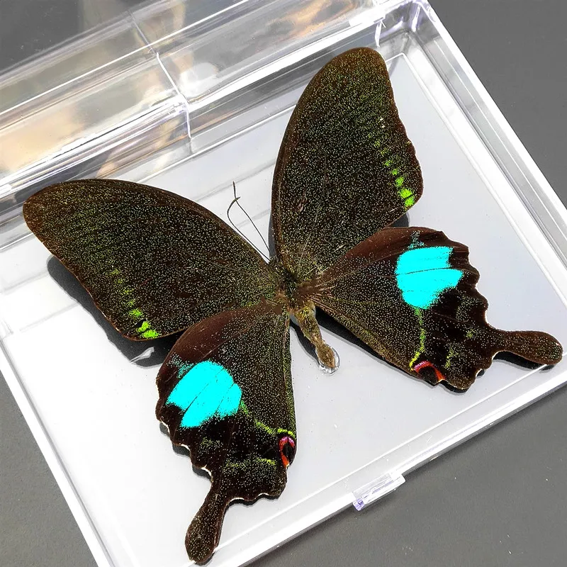 56 real butterfly specimens ornaments insect spreading wings specimen box monarch decoration | Дом и сад