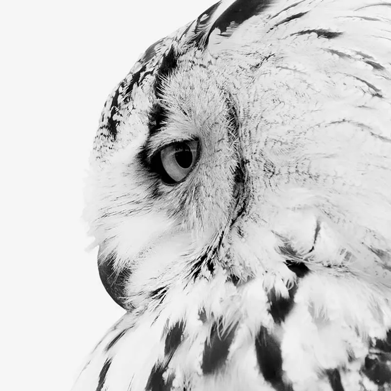 

Black White Owl Animal Canvas Painting Modern Wall Art Posters and Prints Minimalist Wall Pictures for Living Room Home Decor