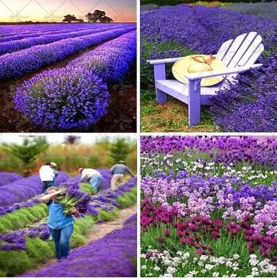 200 шт./лот лаванды английский(Lavandula узколистный) ванили бонсай для Домашнего Цветоводства - Цвет: 3