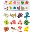 20 стилей, 1 коробка, настоящие прессованные Цветочные листья, Хрустальный эпоксидный наполнитель, сушеные цветы маргаритки, полимерные художественные изделия сделай сам, наклейки для ногтей