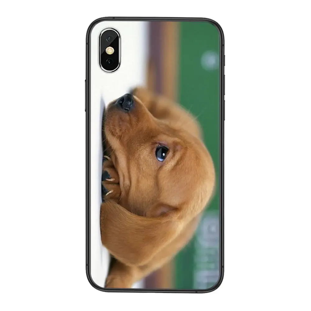 Забавные Собака Такса дешевые мужские для Galaxy Note 20 10 9 8 Ultra Samsung M51 M31 A7 A8 J6 J8 2018 A10S A11